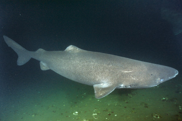 /dateien/mt33891,1229498196,Greenland Shark 004